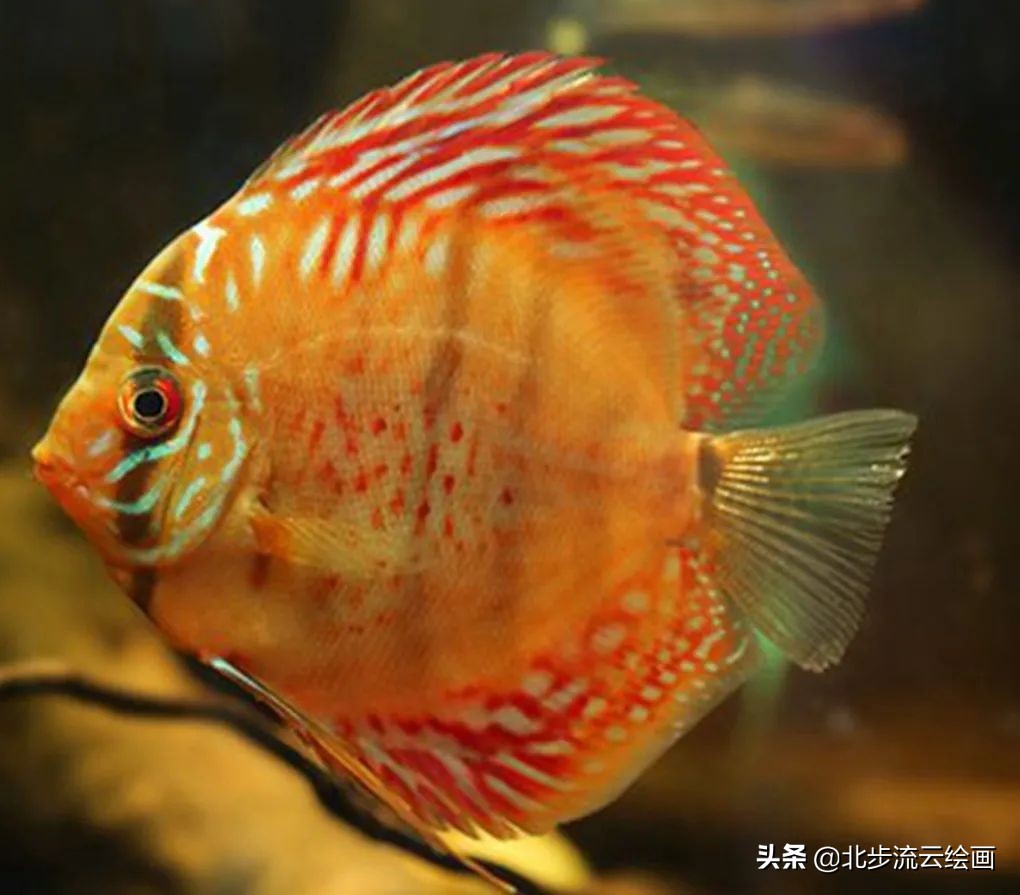 画100条可爱的小鱼,画一个很可爱的小鱼