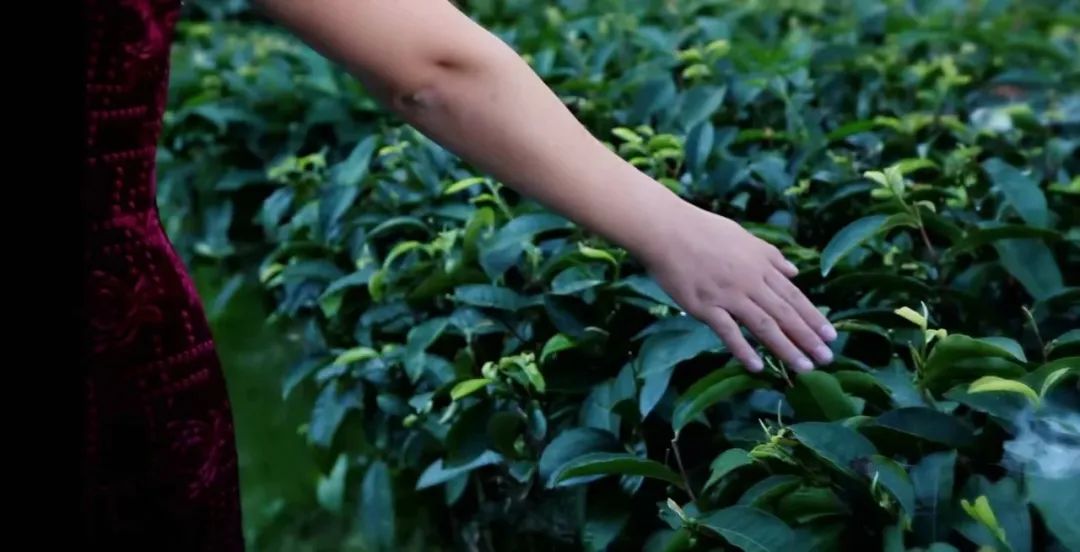 浮生茶语人生如茶茶味在心,浮生茶语珍惜时光不负韶华