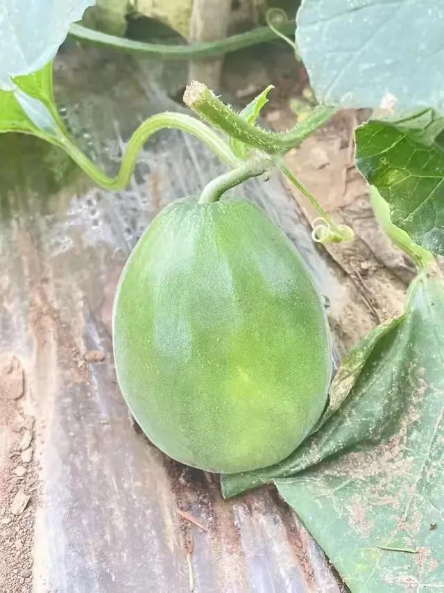 你经历过最经典的谣言,有很多关于你的谣言说明什么