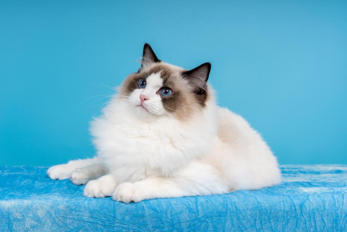 后院猫真的很容易得病吗,后院猫代表什么意思