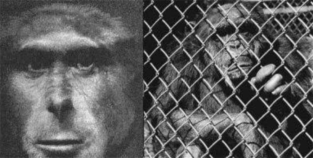 生殖隔离和物种隔离,存在生殖隔离的就不是一个物种吗