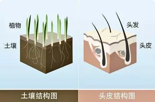 孕期清爽蓬松洗发水推荐,孕期洗发水需要选择孕妇专用吗