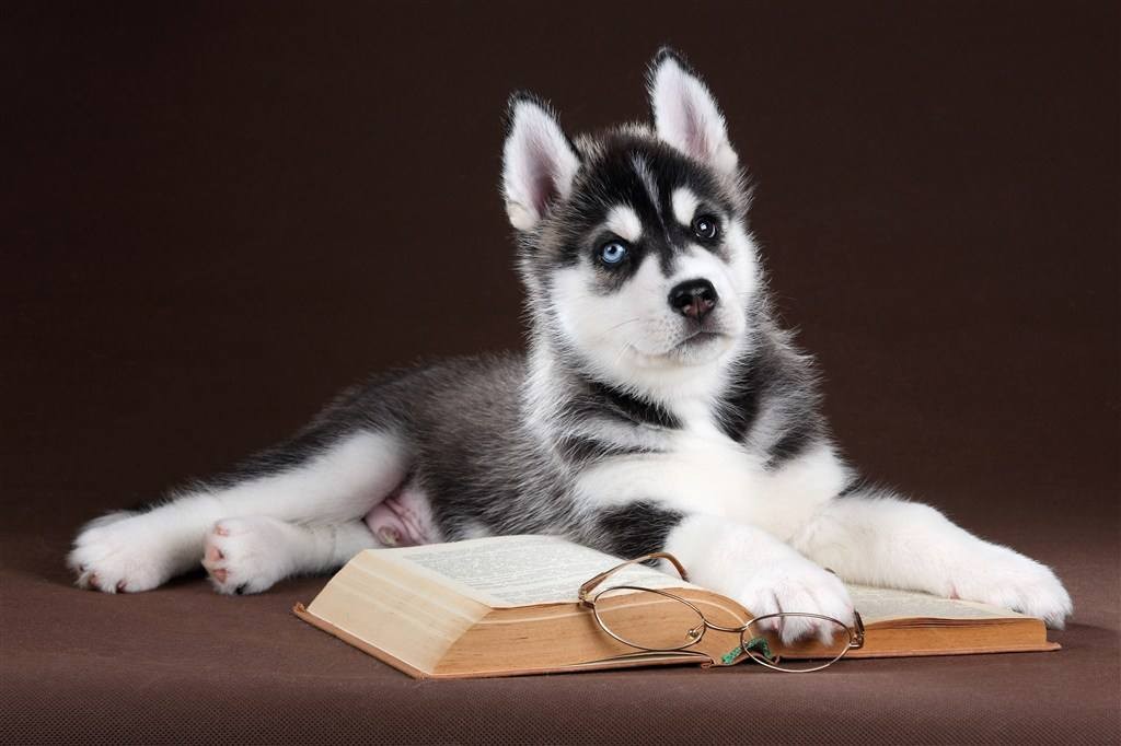 二哈真的傻吗,养二哈的必须接受的七大痛苦