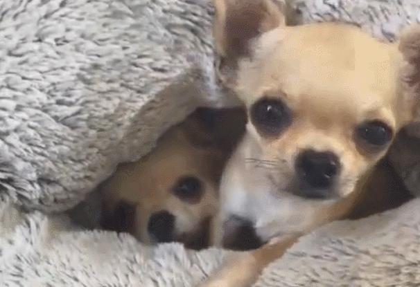 狗狗分离焦虑太严重,狗狗分离焦虑一不在家就拆家