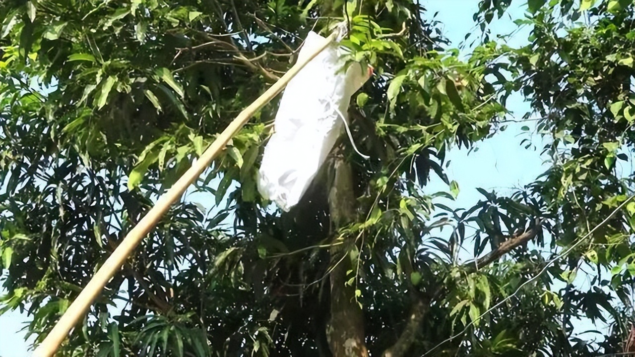 真正的丛林美食有哪些,硬核知识大全100个