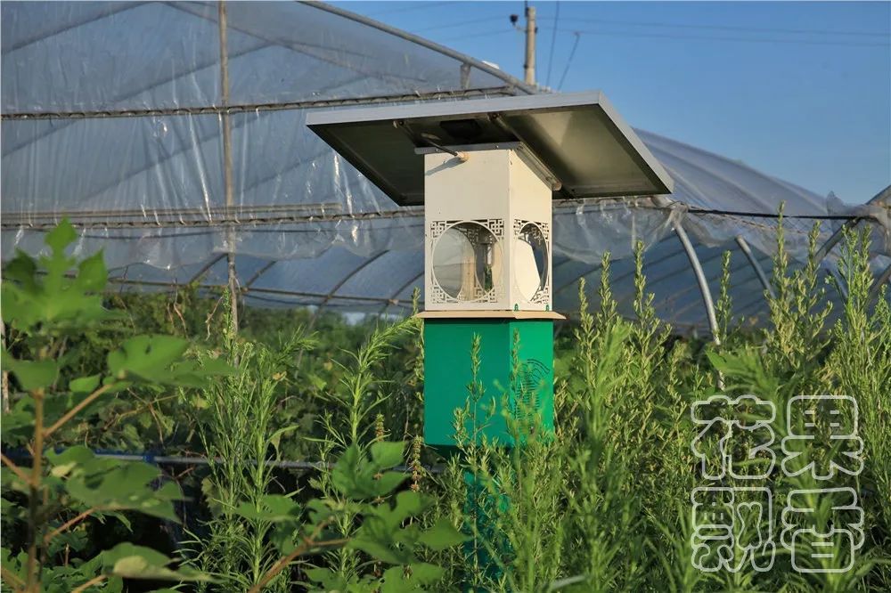 老板,这个水果多少钱?不用,你帮我介绍客户就行了