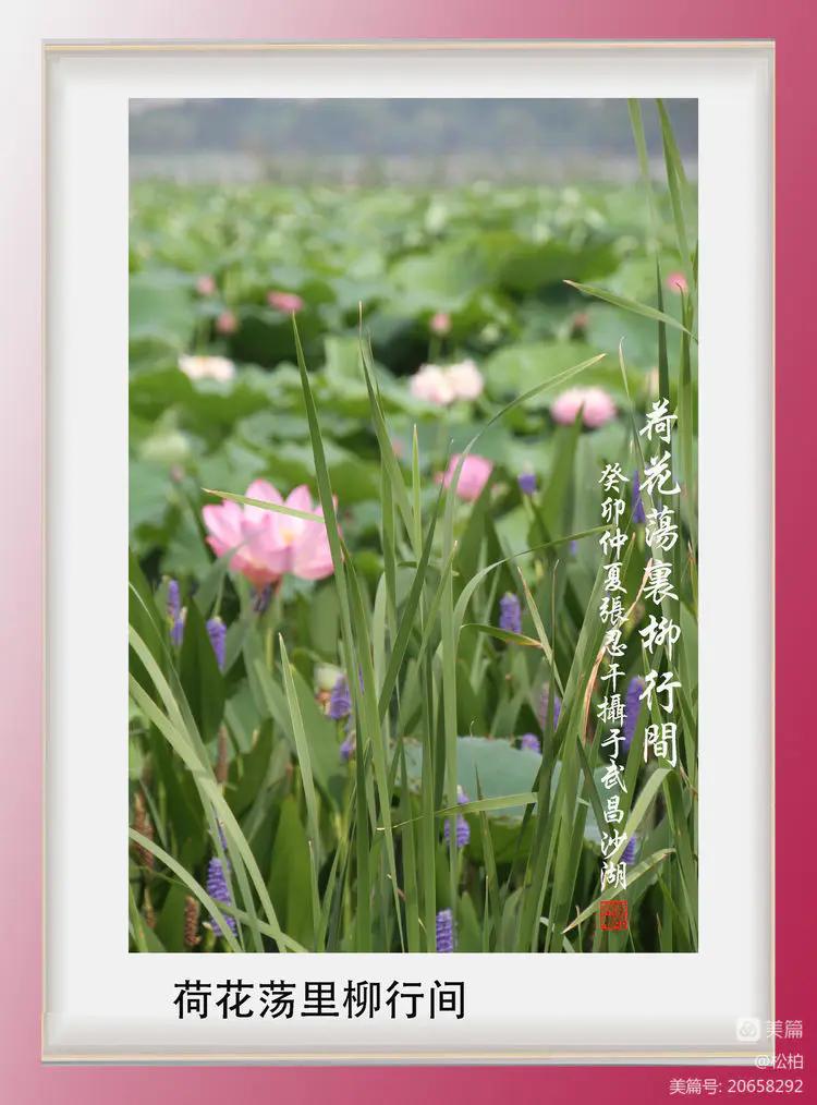 诗图战友情（九十五）荷花别样红