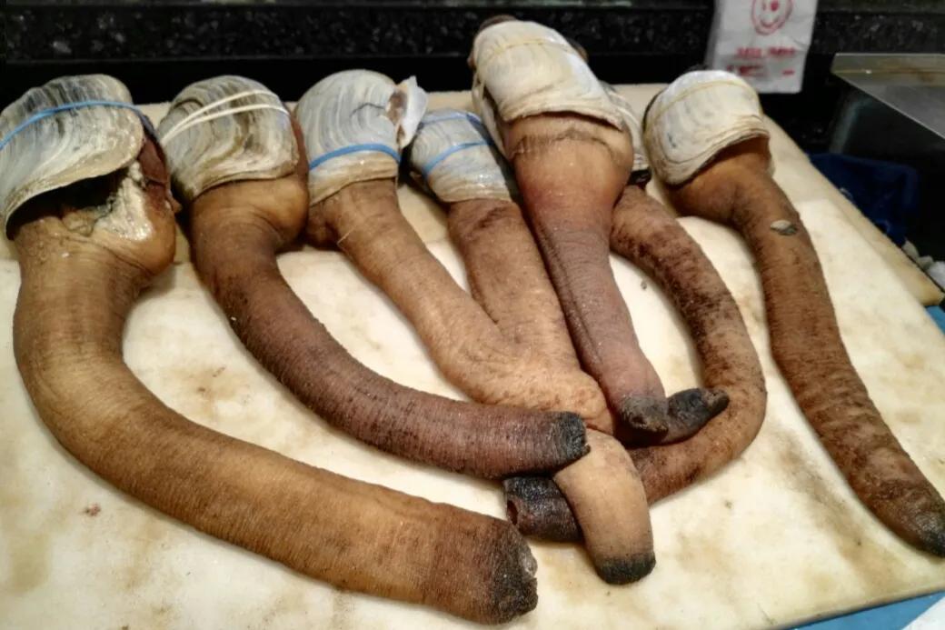 象拔蚌生吃还是熟吃,象拔蚌生吃有什么好处