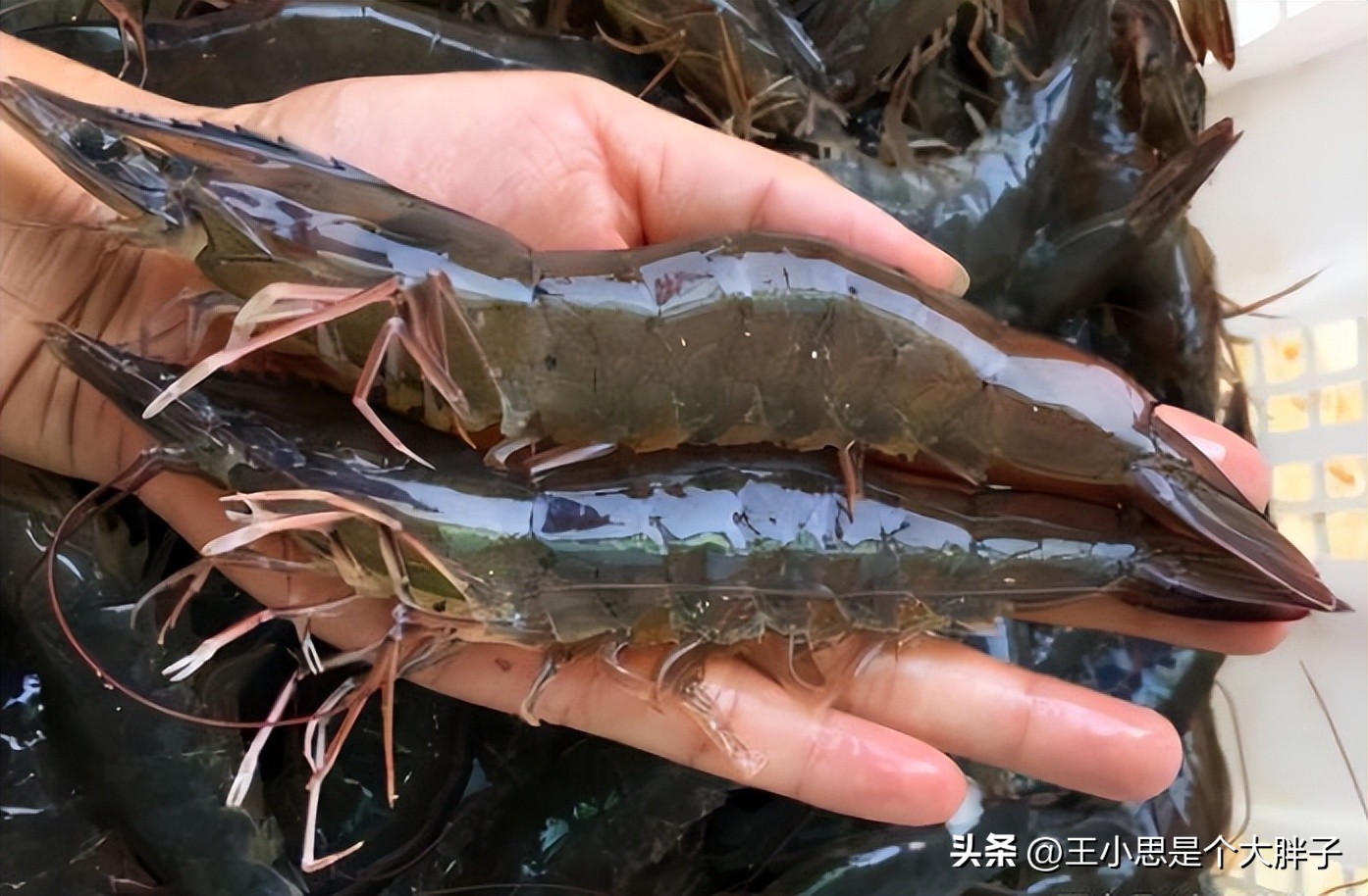 购买新鲜虾的正确方法,水产虾怎么挑选