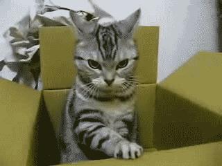 一组猫咪的迷惑行为图片,那些可爱到爆的猫咪照片