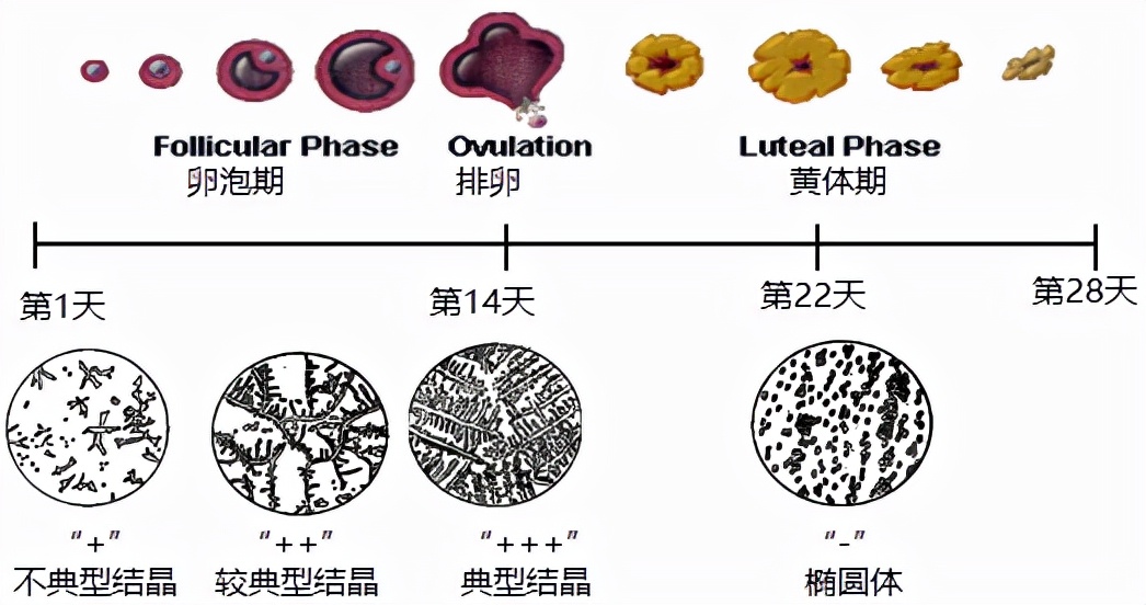 怕ta不来，又怕ta乱来！女生关于月经那点事儿