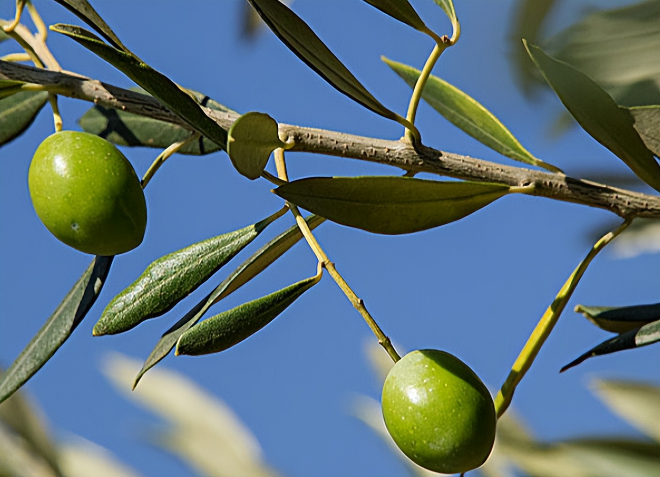 100%特级初榨橄榄油推荐,橄榄油好坏怎么辨别