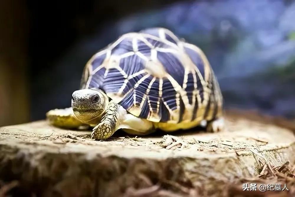一男子捡到一只乌龟带回家养,男子在野外捡到乌龟越长越不好