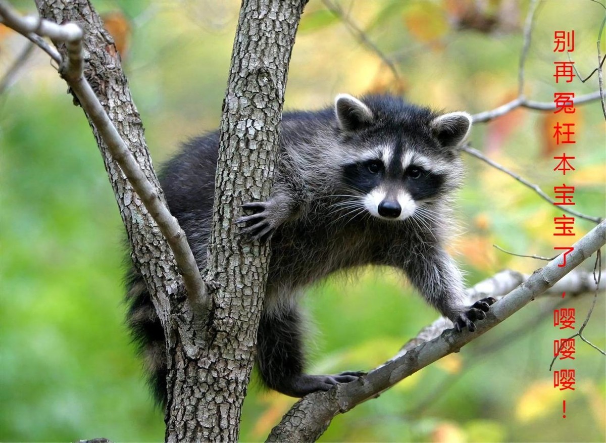 养鳄鱼差点被咬到,养殖鳄鱼长大了会咬主人吗