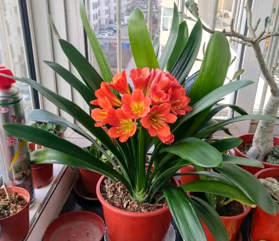 100个阳台养什么花好,100种阳台养的花草