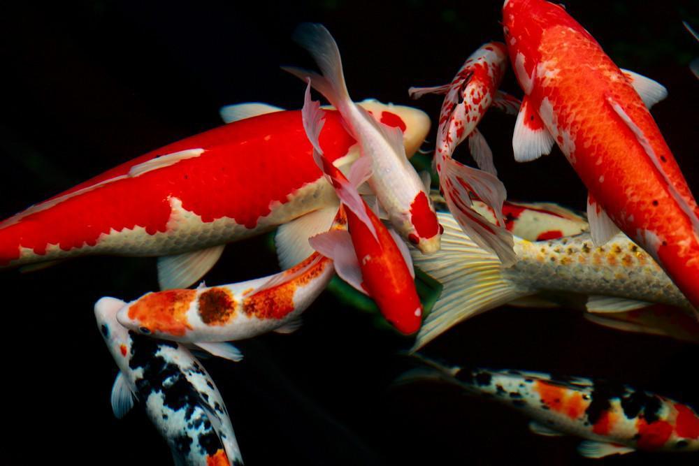 锦鲤不爱游动怎么治疗,锦鲤现在不爱吃食是怎么回事