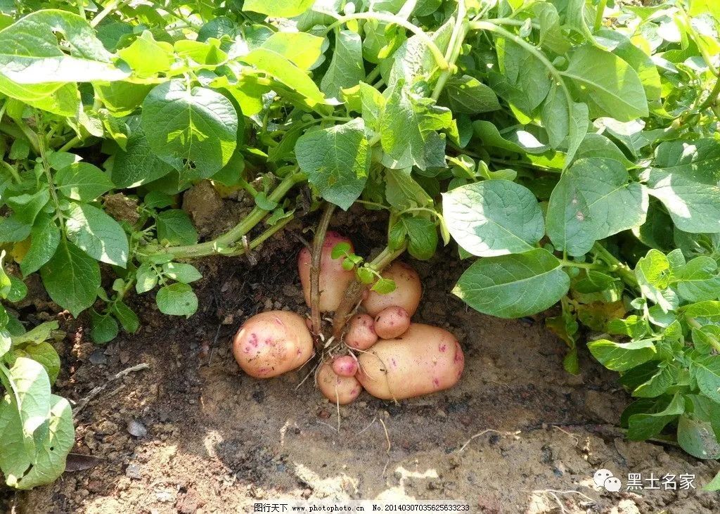 张海鹰无棣,张海鹰1991