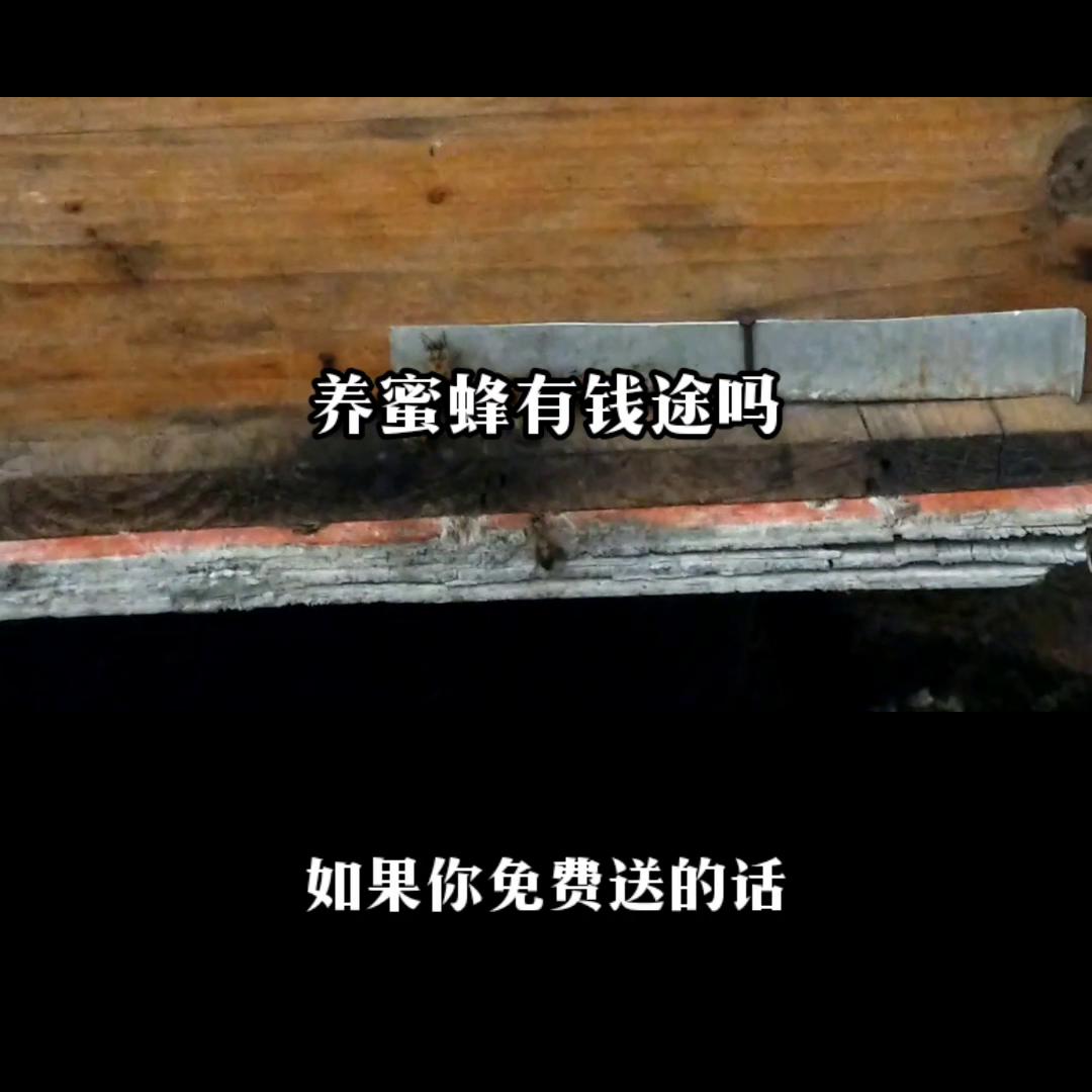 养殖蜜蜂100箱一年能赚多少钱,蜜蜂怎么养才会发家