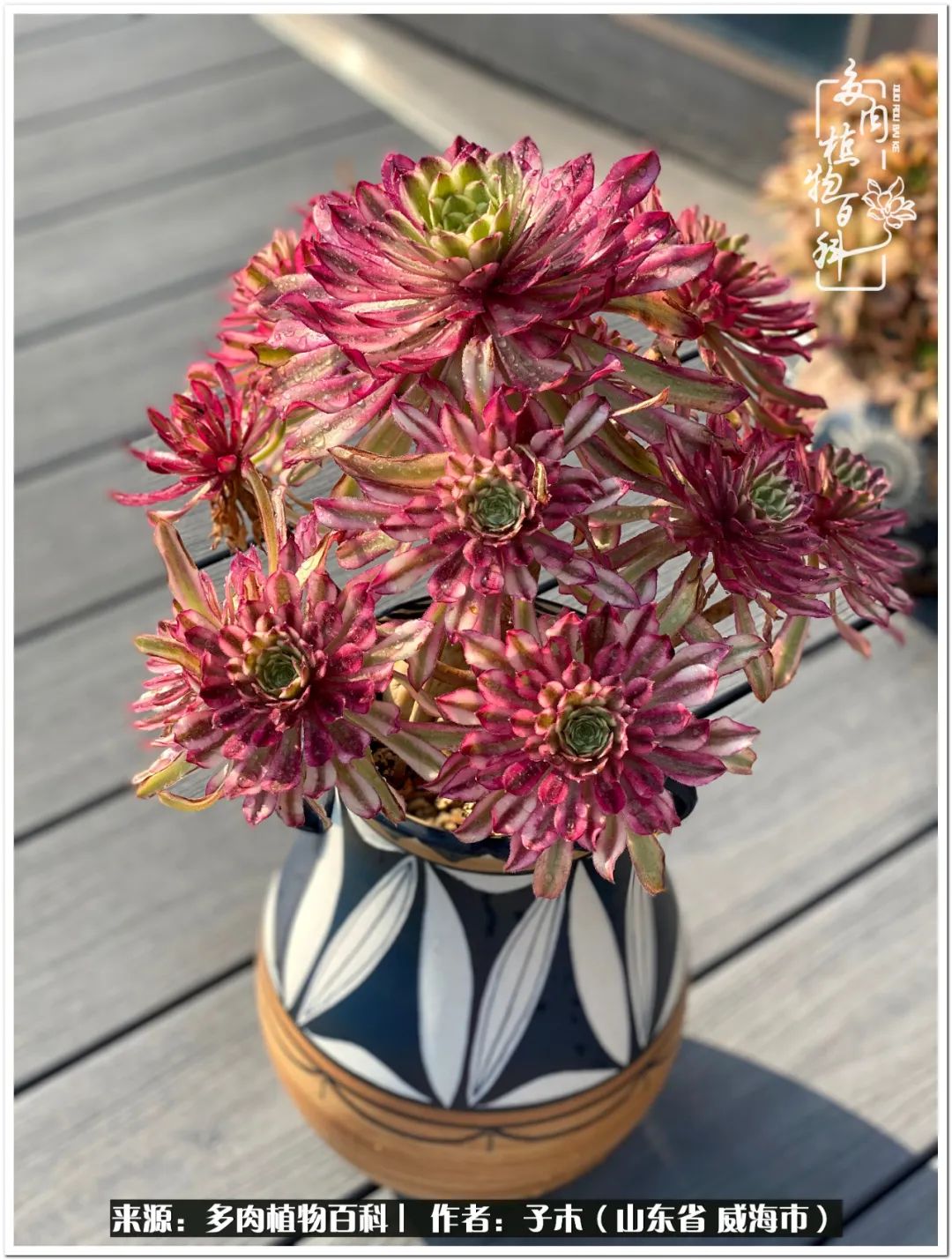 法师多肉成长史,法师多肉新手教程