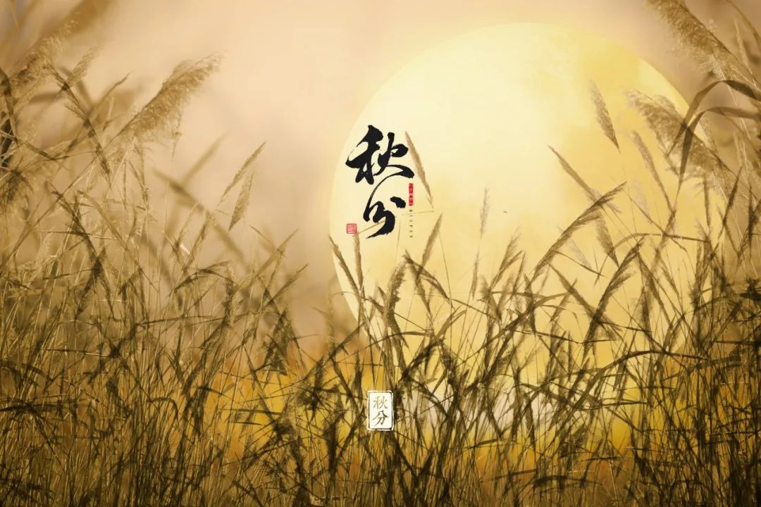 故园应露白凉夜又秋分的意思,故园应露白凉夜又秋分