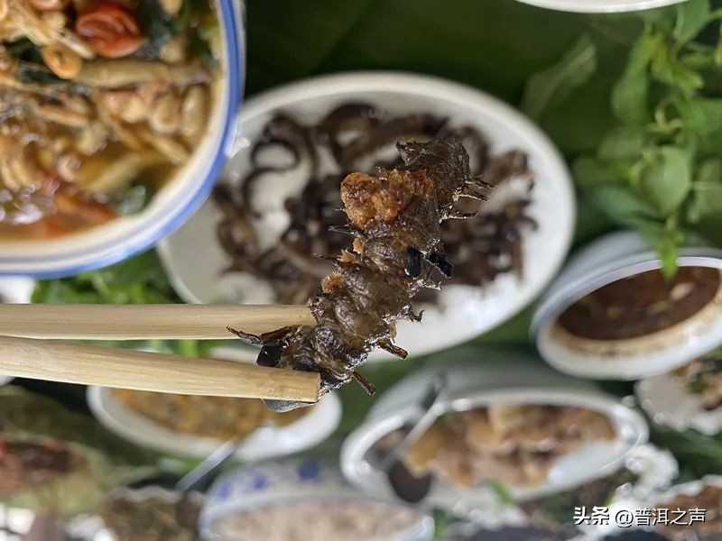 有一种味道叫普洱丨花吃够了，该吃虫了！