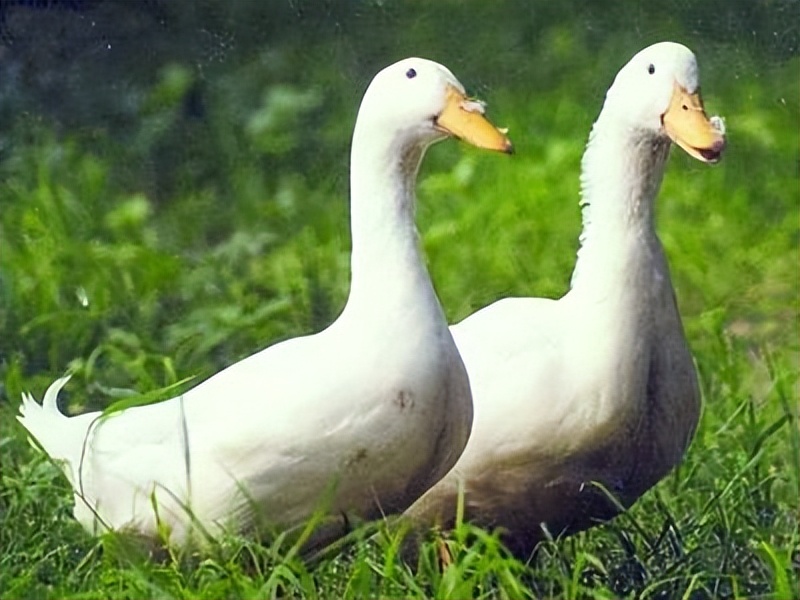 鸭副粘病毒病的特征,鸭副粘病毒和鸭瘟的区别