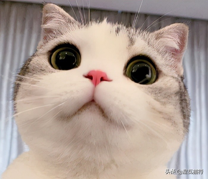 美短棕虎斑成年猫多少钱,美短虎斑猫有白毛领