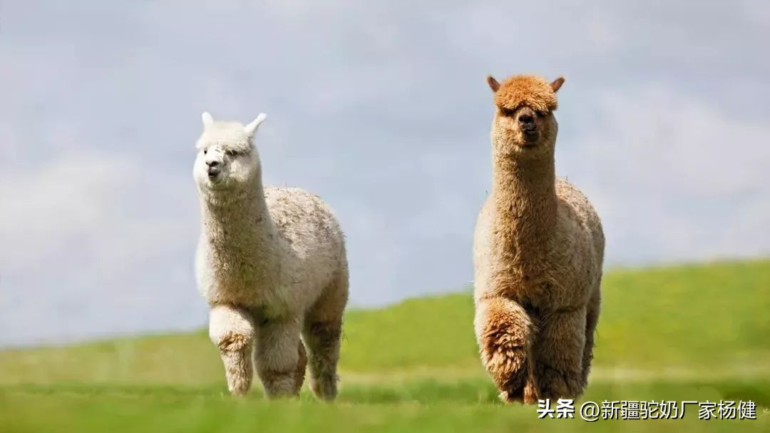 骆驼一般都在哪里出现,骆驼在哪里才有