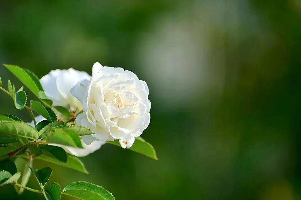 520适合发朋友圈的配图爱情,入目无别人四下皆是你英语