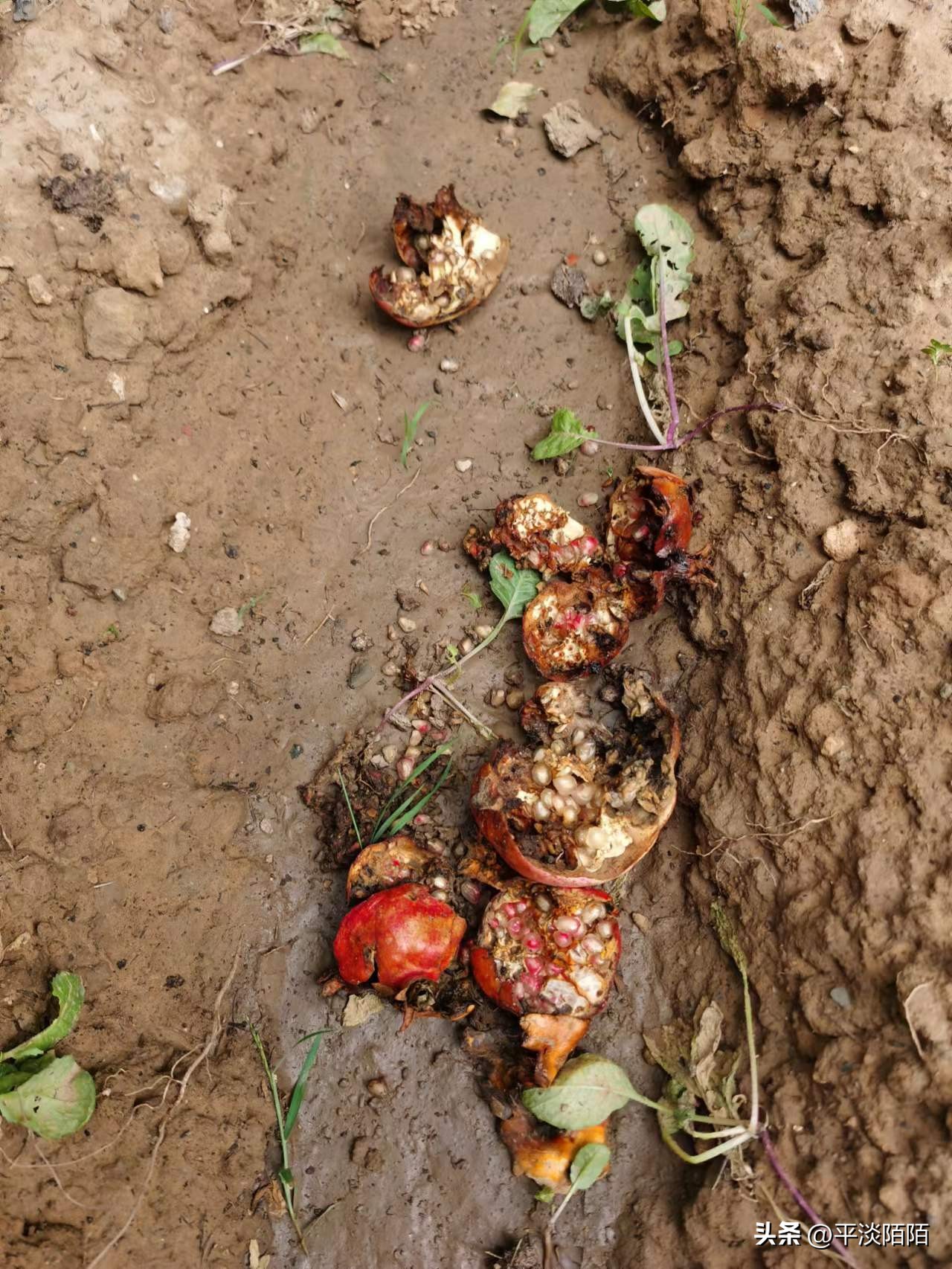 盆栽果树的病虫害治理,自家果园病虫害防治