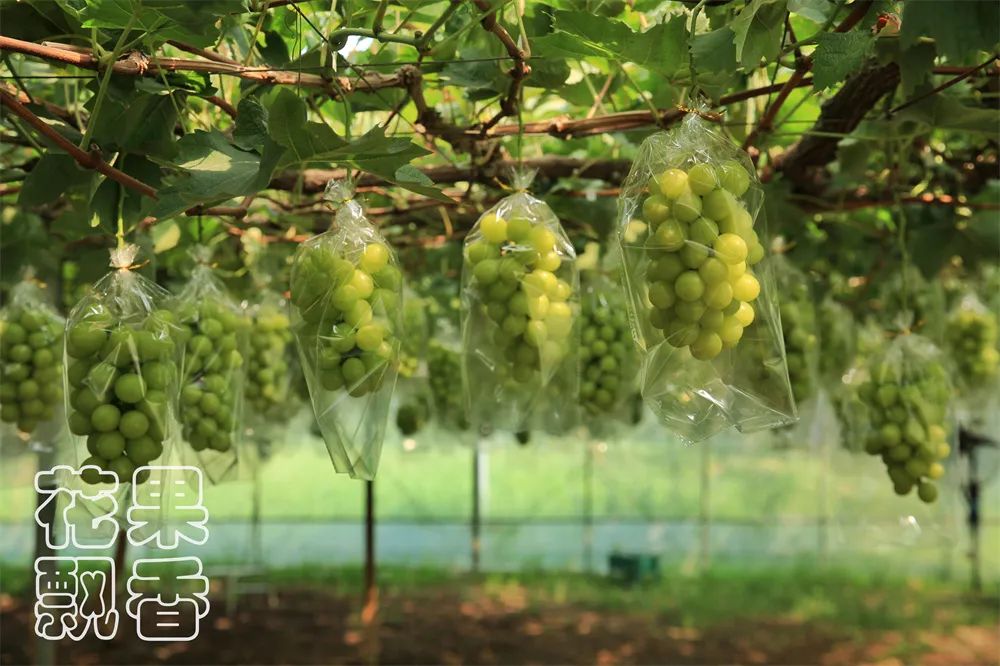 一个葡萄新品种，独家经营，先交3000元一亩的保护费，你干不干？