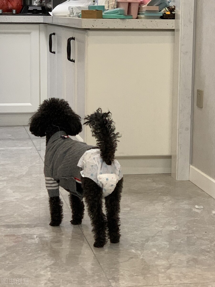 狗狗来姨妈吃什么,狗狗也有姨妈吗