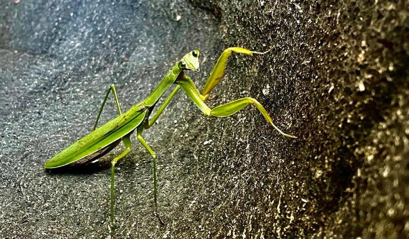 母螳螂一交配，就会吃自己的“丈夫”，难道不怕公螳螂反抗？