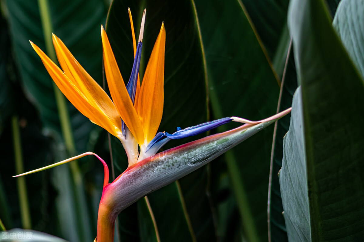 好养的植物小型图片和养殖方法,最好养的10种种植物