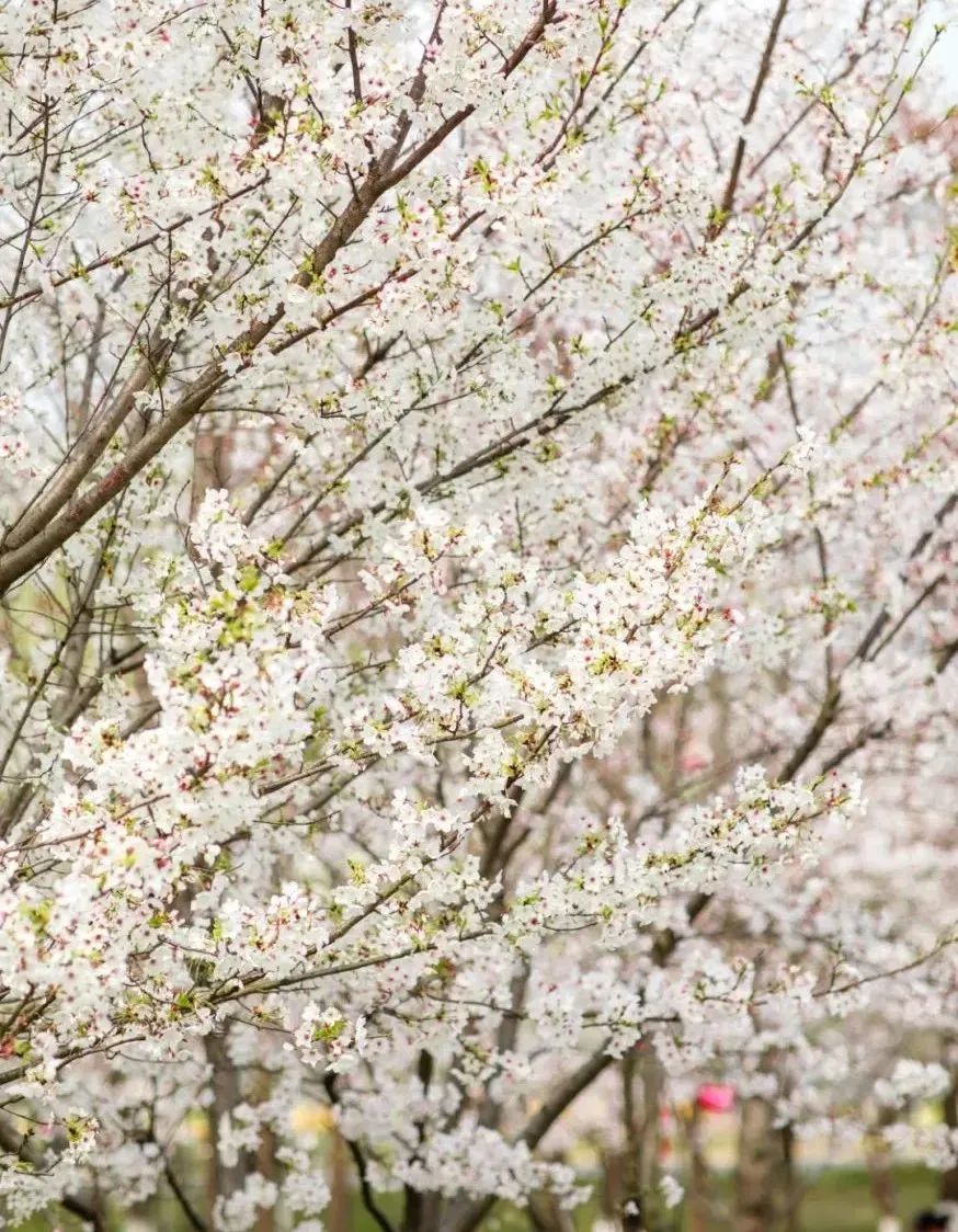 今日开通高铁,快上车流程