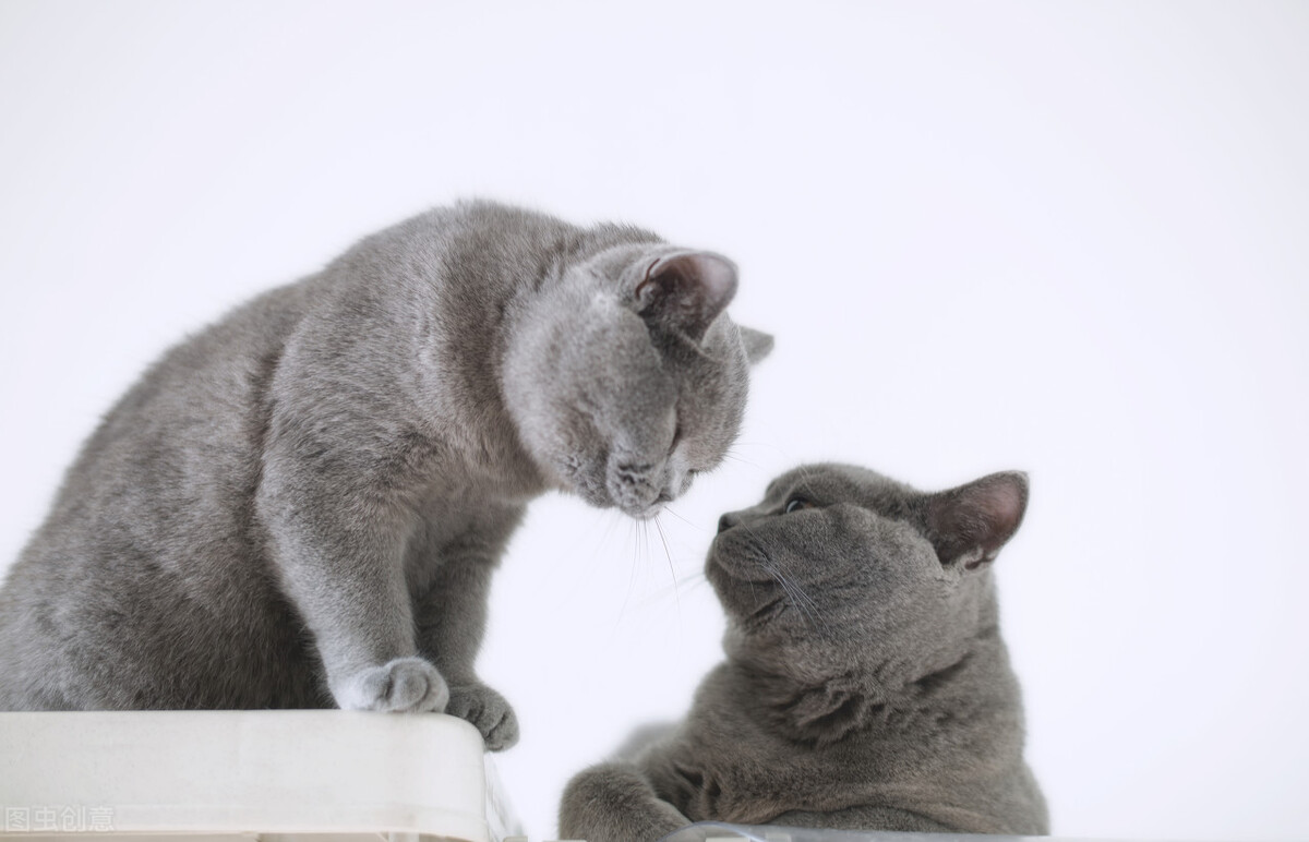 猫咪用品必买清单大全,推荐购买猫咪用品