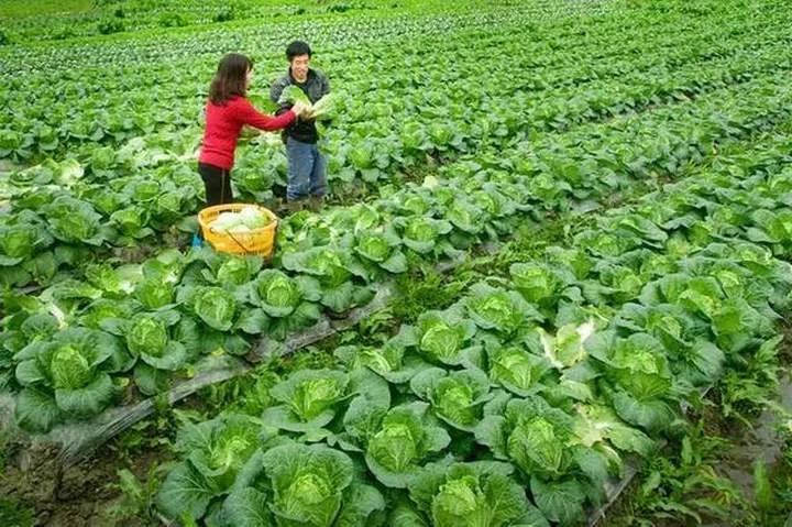 疫情突然来袭生鲜行业该如何应对,疫情之下生鲜如何保障安全供应