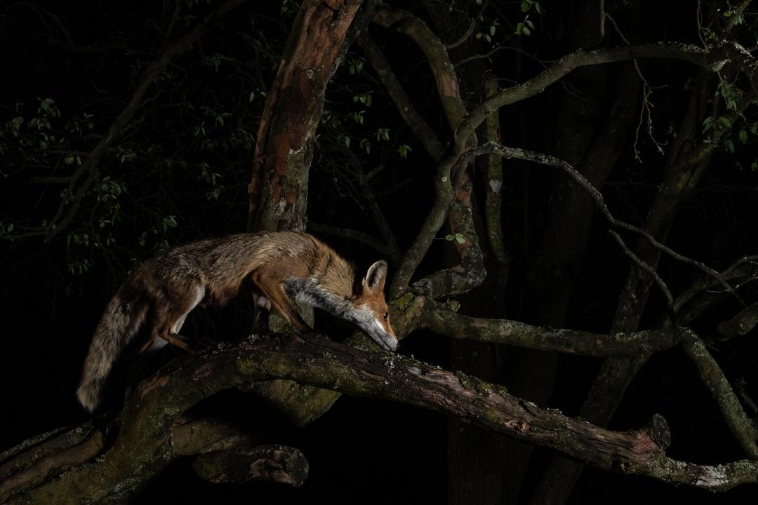 2022索尼摄影大赛征稿,2022索尼世界摄影大赛