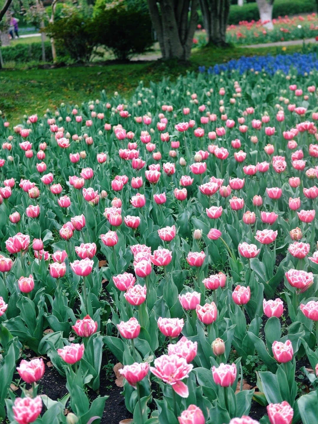 浦东鲜花港旅游景点攻略一日游,上海鲜花港旅游攻略