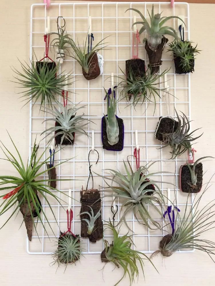 适合室内的盆栽绿植推荐,6种高大美观的大型室内盆栽绿植