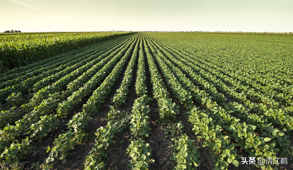 豆类地能用什么除草剂,豆类除草剂配方大全