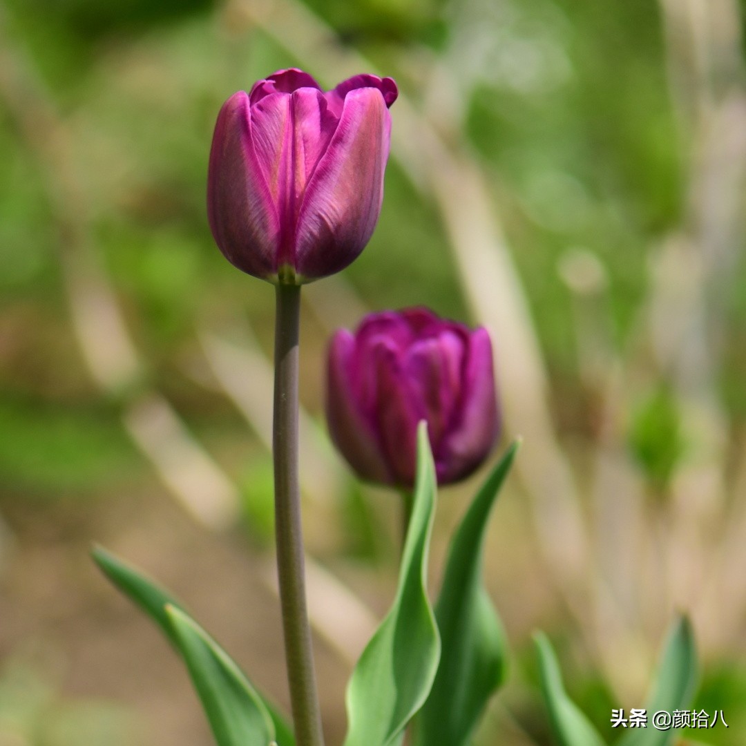 倏然而至的郁金香花季，第一波|园丁