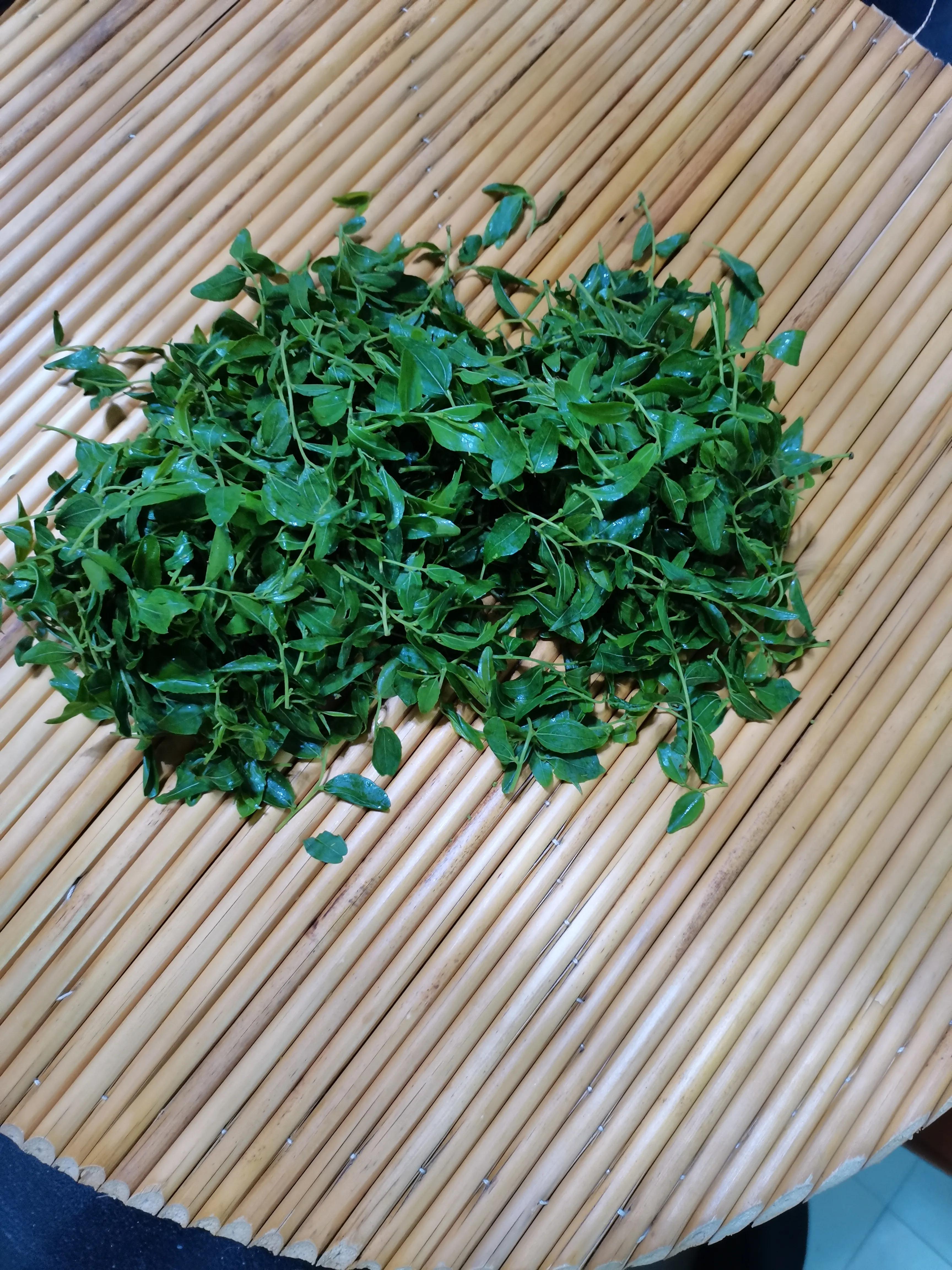 酸枣叶制茶做法,山上的野生酸枣叶可以采摘做茶吗