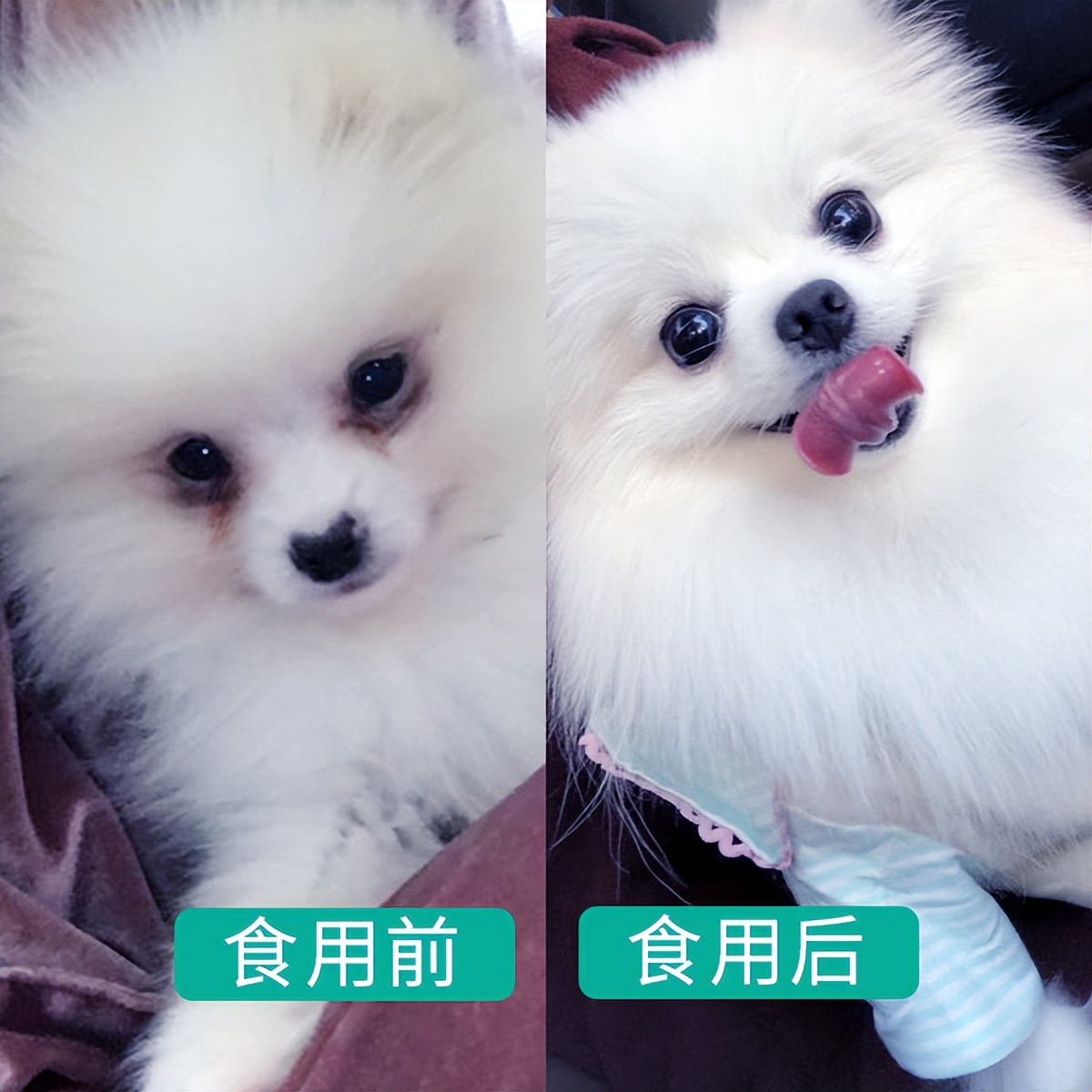 新手养狗适合养什么,建议穷人养的10种便宜狗