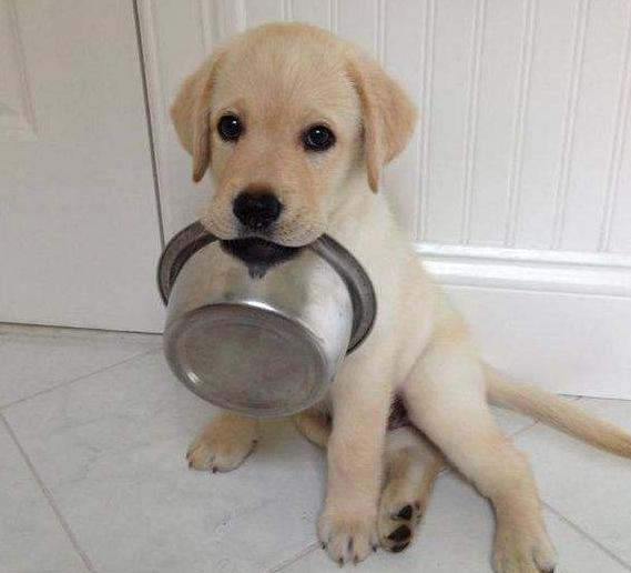 最常见的11种狗狗,比较常见的四种狗狗