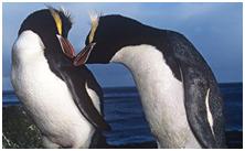 鸟类在分类学中统称为什么,鸟纲分类总表