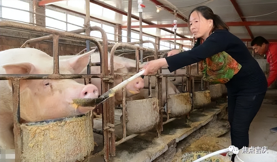 村民今年刚买100条小猪仔养猪，到底能赚多少钱？