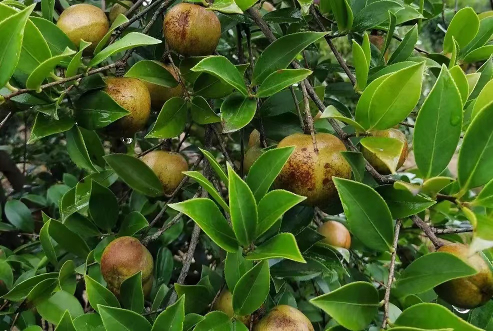 一亩地的茶树一年能收入多少钱,种一亩茶树一年的收入多少钱