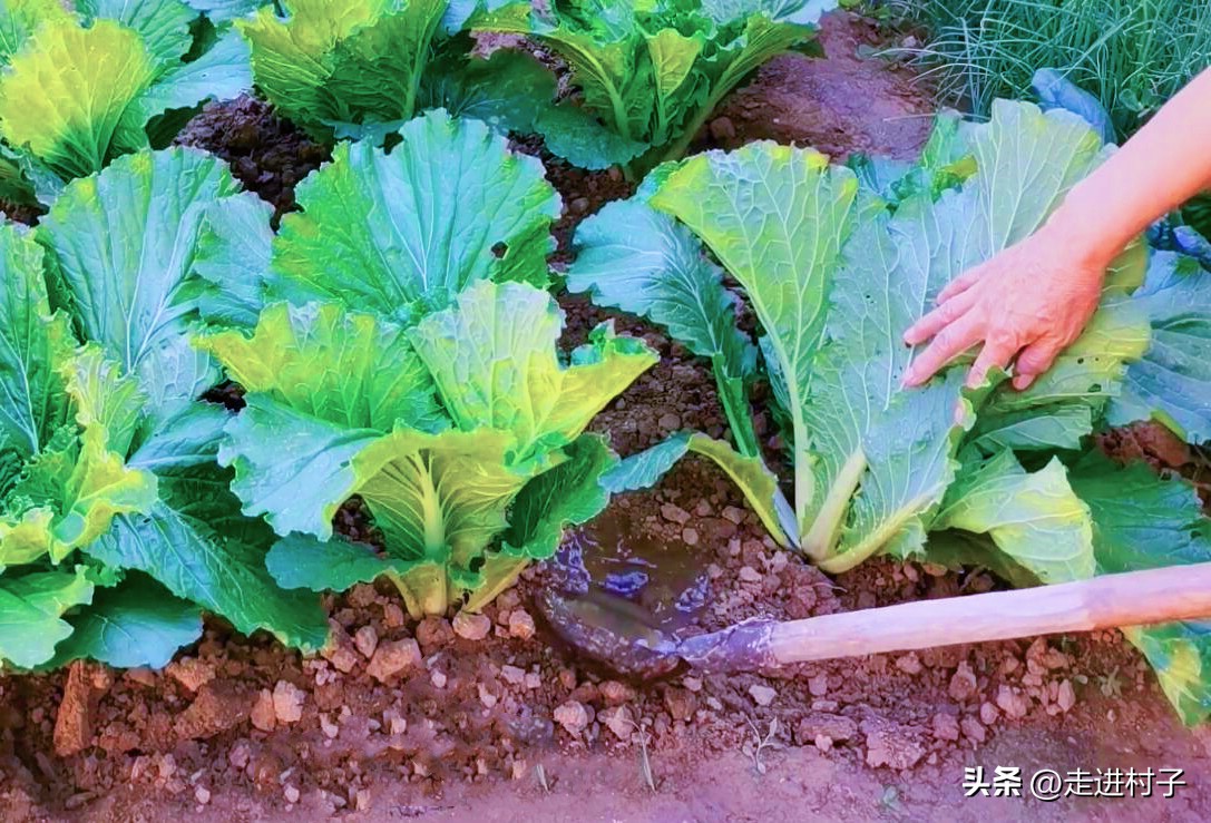 农村人自制高级营养土最简单,怎么低成本自制营养土