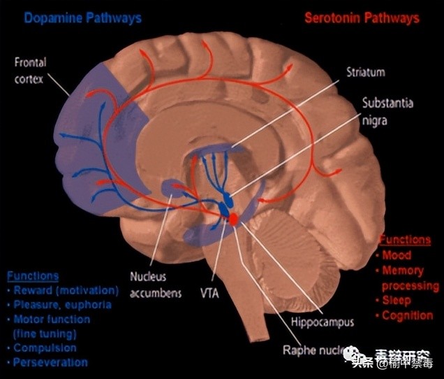 毒食品真相大揭秘,揭秘毒品真相24